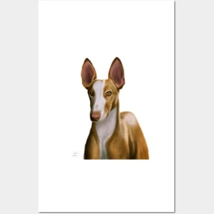 Ibizan Hound Posters and Art